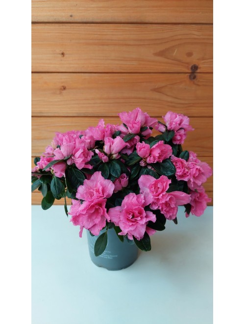 Αζαλέα ροζ - Azalea indica ...