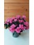 Αζαλέα ροζ - Azalea indica pink