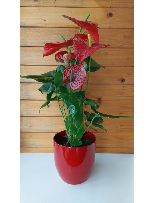 Ανθούριο κόκκινο σε κασπώ κόκκινο ...