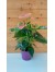 Ανθούριο - Anthurium andraeanum pink
