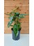 Αουκούμπα - Aucuba japonica 'Crotonifolia’