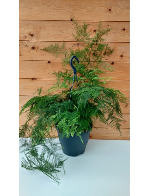 Αράχνη - Asparagus setaceus