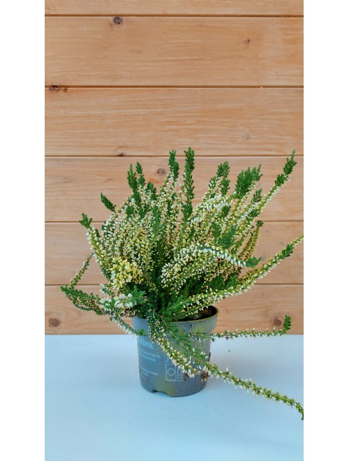 Έρικα καλούνα κίτρινη -  ...