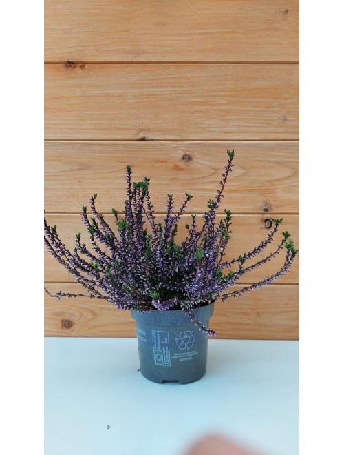 Έρικα καλούνα μοβ -  ...