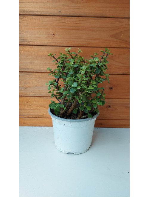 Κράσουλα - Crassula portulacaria