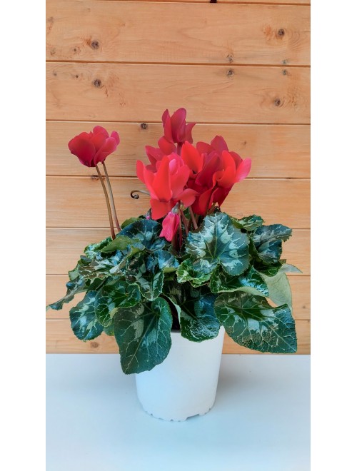 Κυκλάμινο  κόκκινο - Cyclamen ...