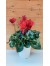 Κυκλάμινο  κόκκινο - Cyclamen Persicum red