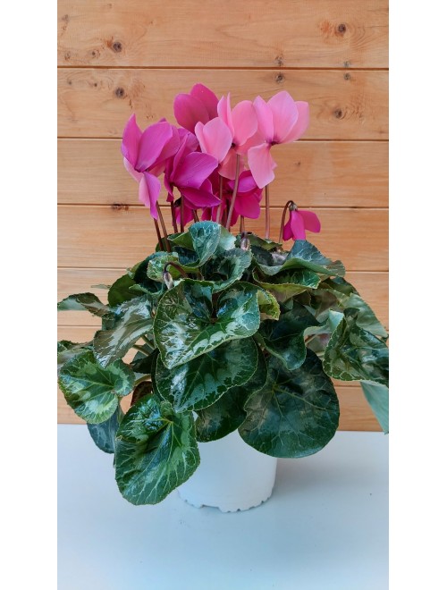 Κυκλάμινο  ροζ και φουξ ...