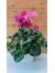 Κυκλάμινο  ροζ και φουξ - Cyclamen Persicum pink and dark pink