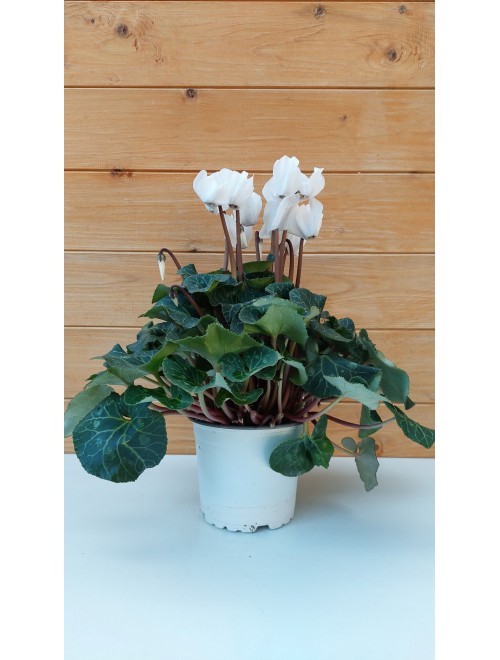 Κυκλάμινο  λευκό - Cyclamen ...