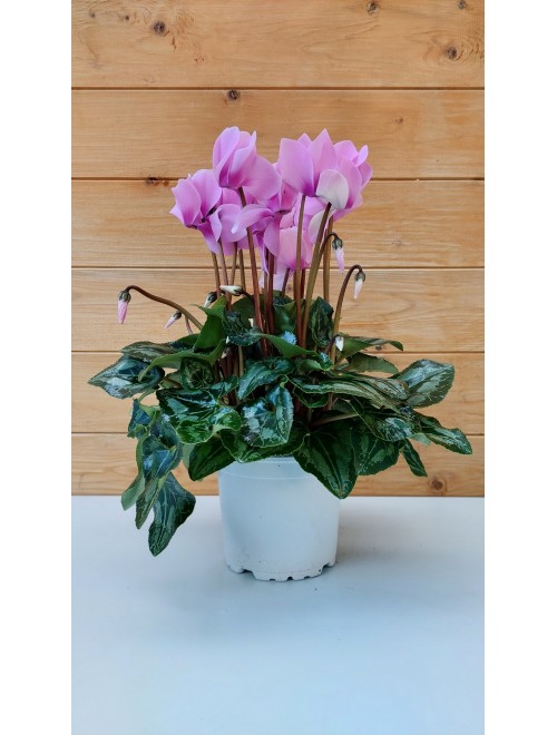 Κυκλάμινο  λιλά - Cyclamen ...