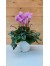 Κυκλάμινο  λιλά - Cyclamen Persicum purple