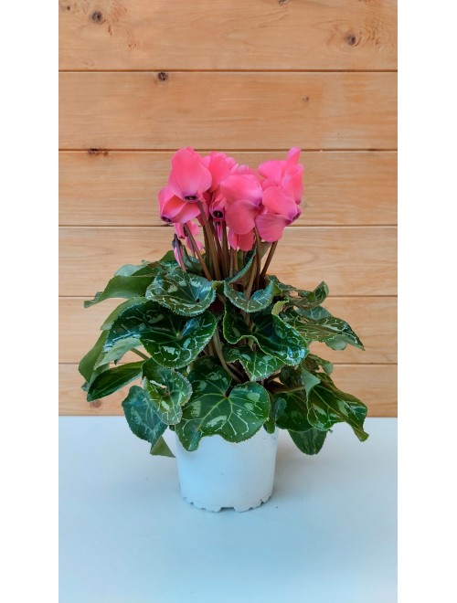 Κυκλάμινο  ροζ - Cyclamen ...