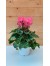 Κυκλάμινο  ροζ - Cyclamen Persicum pink