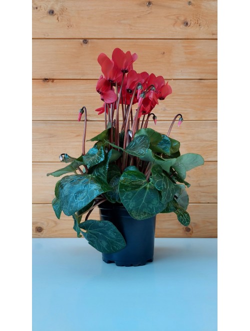 Κυκλάμινο μίνι κόκκινο - Cyclamen ...