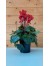 Κυκλάμινο μίνι κόκκινο - Cyclamen Persicum red