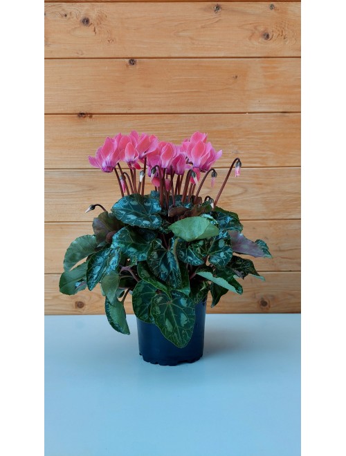 Κυκλάμινο μίνι ροζ - Cyclamen ...