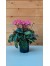 Κυκλάμινο μίνι ροζ - Cyclamen Persicum pink