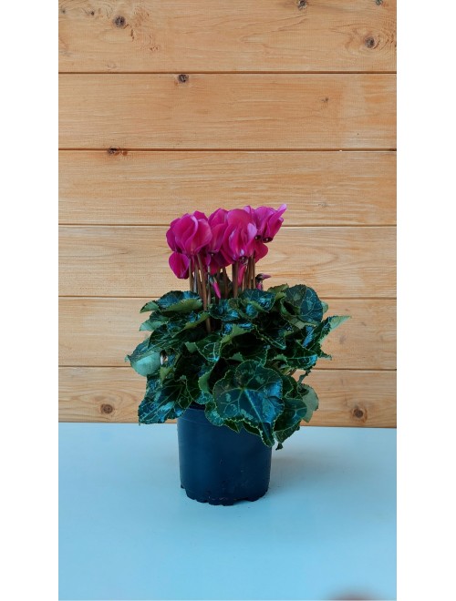 Κυκλάμινο μίνι φουξ - Cyclamen ...