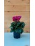 Κυκλάμινο μίνι φουξ - Cyclamen Persicum dark pink