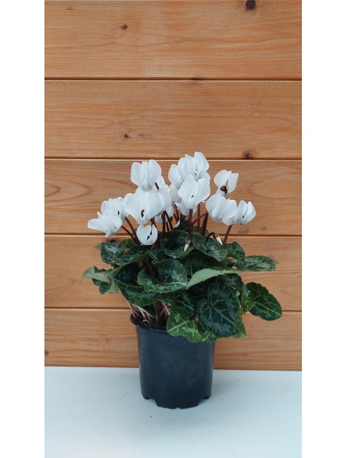 Κυκλάμινο μίνι λευκό - Cyclamen ...