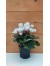 Κυκλάμινο μίνι λευκό - Cyclamen Persicum white