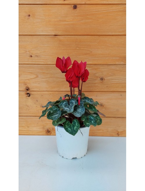 Κυκλάμινο  κόκκινο - Cyclamen ...
