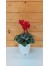 Κυκλάμινο  κόκκινο - Cyclamen Persicum red