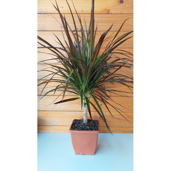 Δράκαινα Μαρτζινατα - Dracaena Marginata