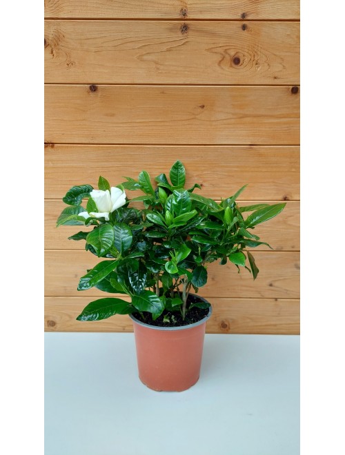 Γαρδένια - Gardenia Jasminoides