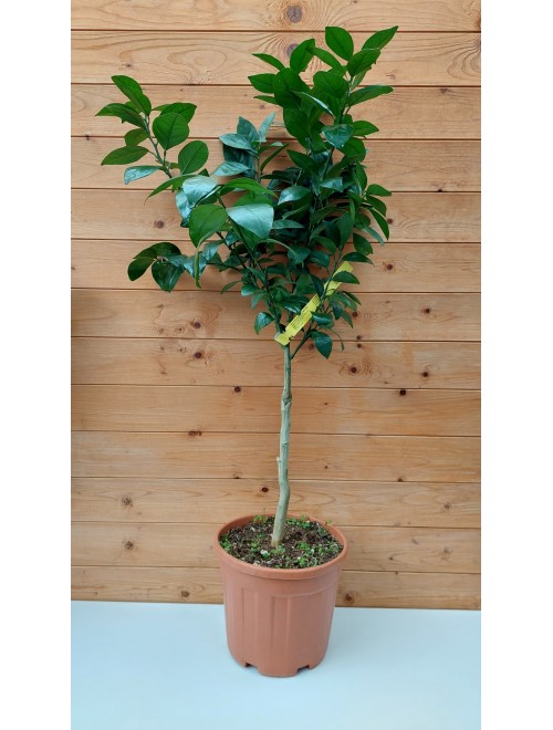 Λεμονιά νάνα - Citrus Limon ...