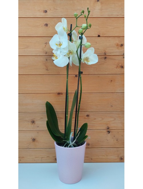 Ορχιδέα Phalaenopsis  λευκή σε ...