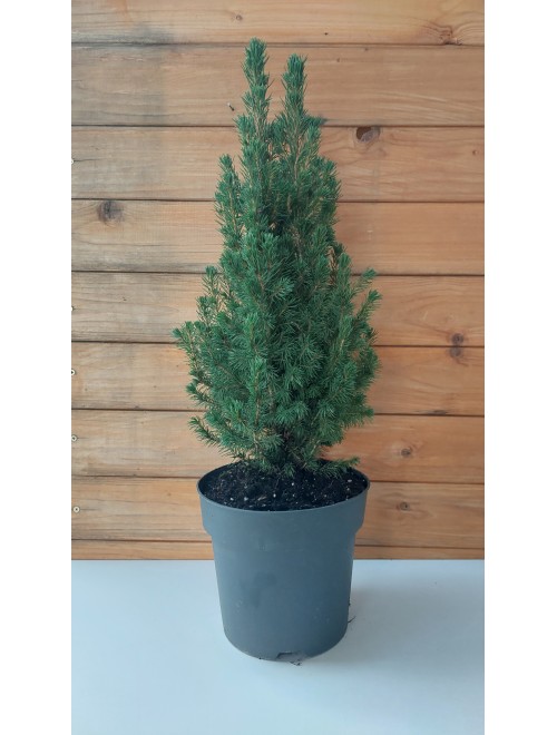 Πικέα - Picea Albertina Conica
