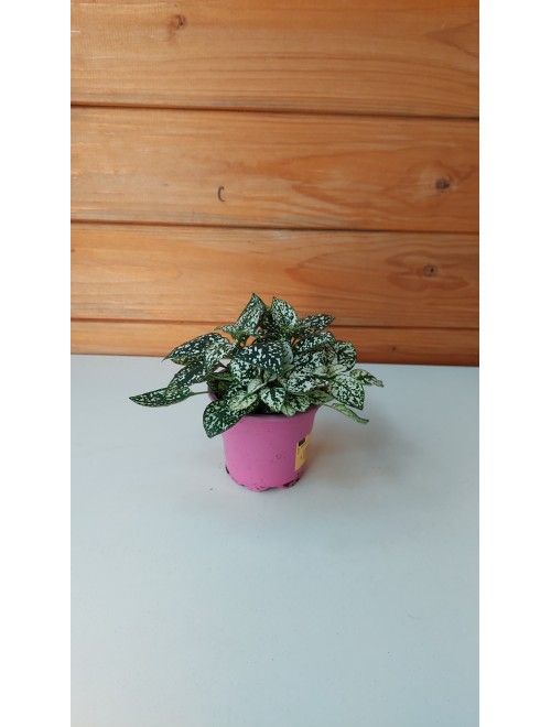 Ιπποέστες (πόλκα) -Hypoestes phyllostachya white ...