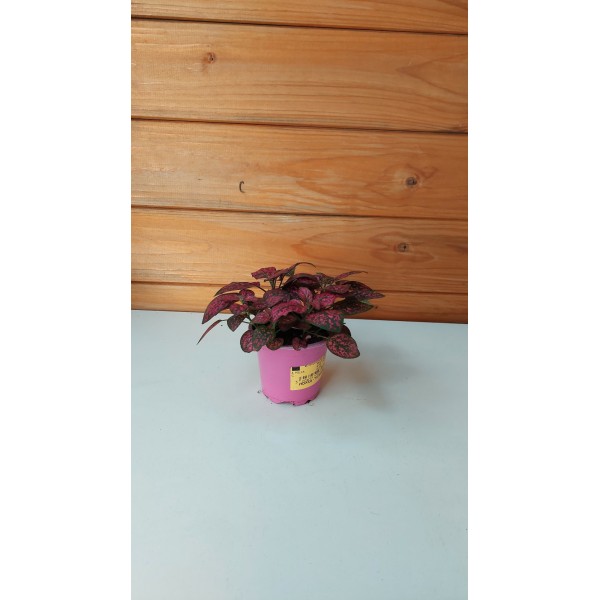 Ιπποέστες (πόλκα) -Hypoestes phyllostachya pink