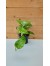 Πόθος – Epipremnum aureum 