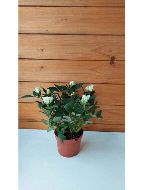 Τριανταφυλλιά νάνος λευκό - rosa ...