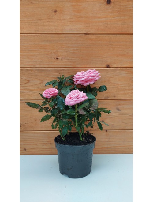 Τριανταφυλλιά νάνος ροζ - rosa ...