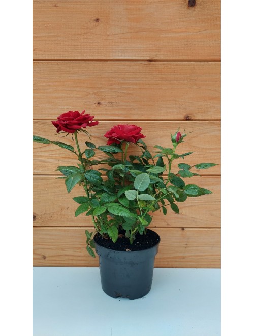 Τριανταφυλλιά νάνος κόκκινη - rosa ...