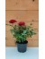 Τριανταφυλλιά νάνος κόκκινη - rosa mini red