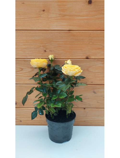 Τριανταφυλλιά νάνος κίτρινη - rosa ...