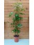 Σεφλέρα - Schefflera arboricola 