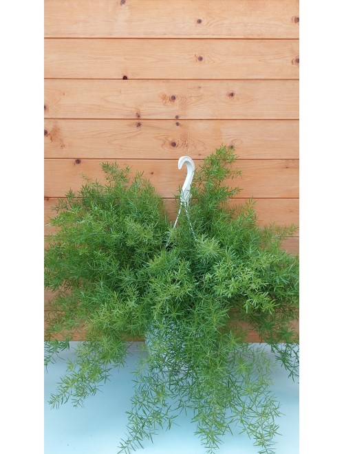 Σπαράγγι - Asparagus densiflorous