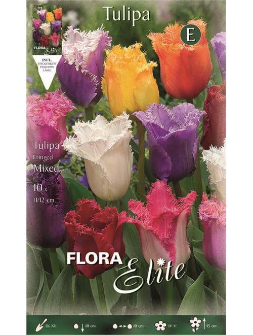 Τουλίπα fringed mix