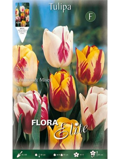 Τουλίπα Rembandt mix