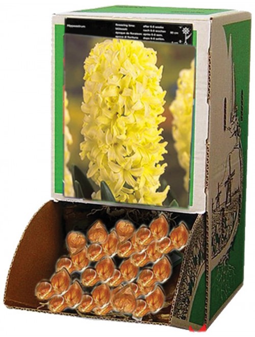 Υάκινθος City of Haarlem - ...