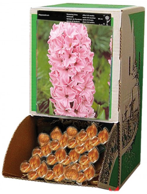 Υάκινθος ροζ fondant - 1 ...